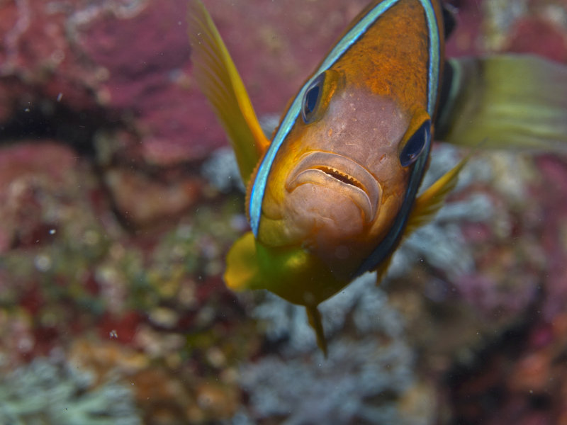 Anemone Fish, Wreck Point
